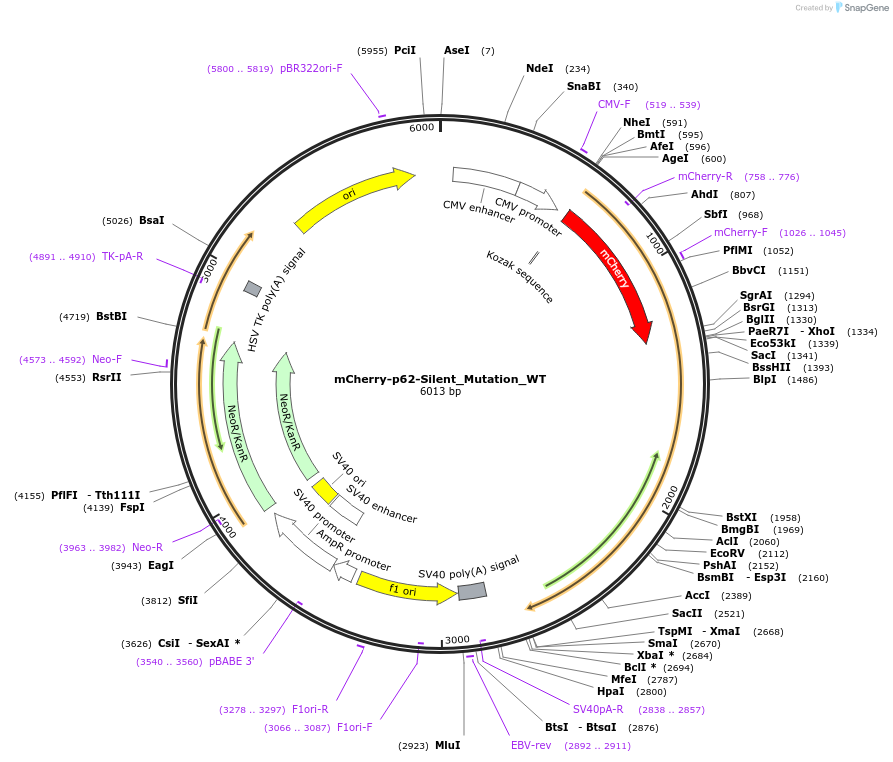 187986-plasmid-map-sequence-id-374441