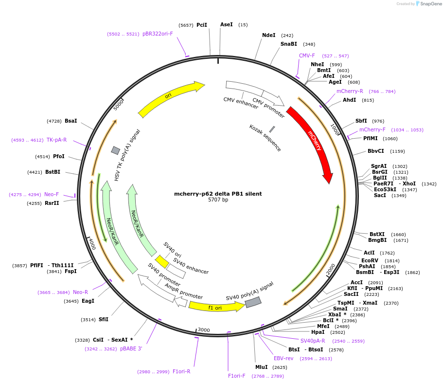 187985-plasmid-map-sequence-id-374442
