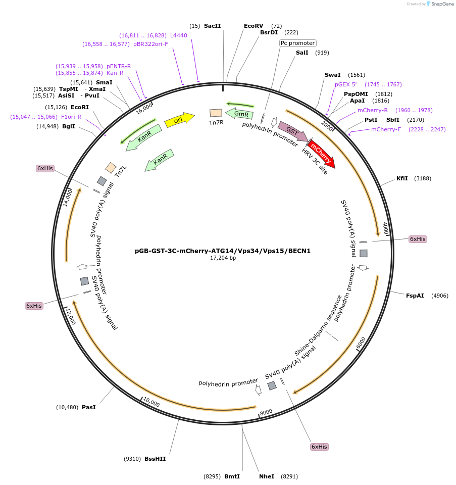 187936-plasmid-map-sequence-id-374446