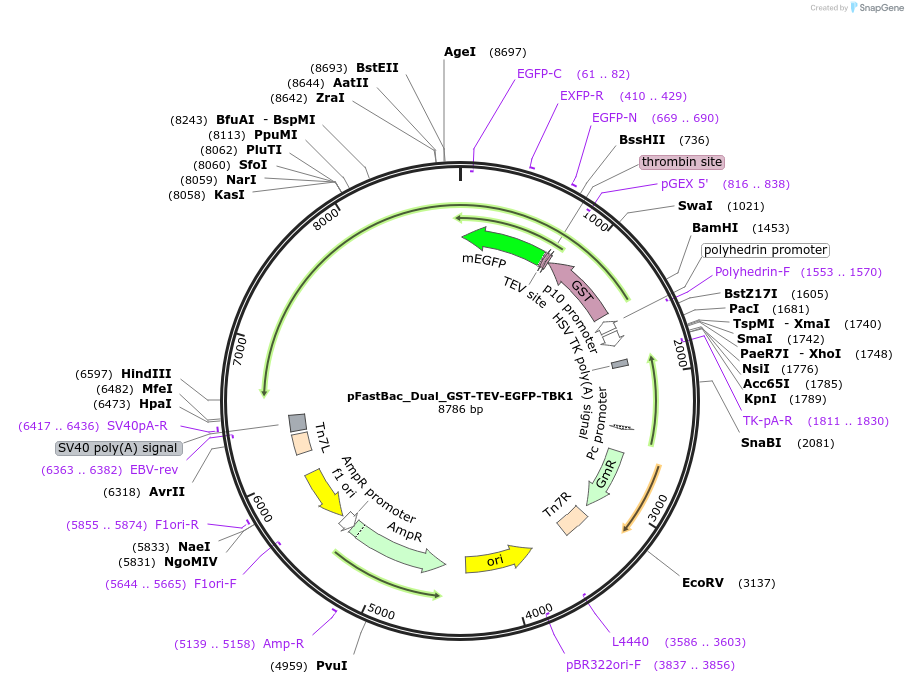 187830-plasmid-map-sequence-id-374452