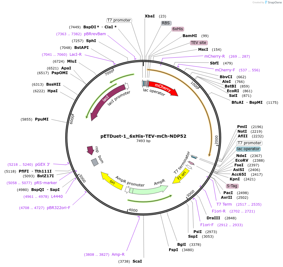 187829-plasmid-map-sequence-id-374453