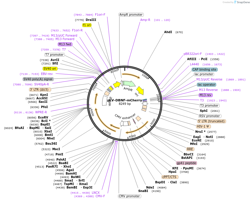 187195-plasmid-map-sequence-id-374465