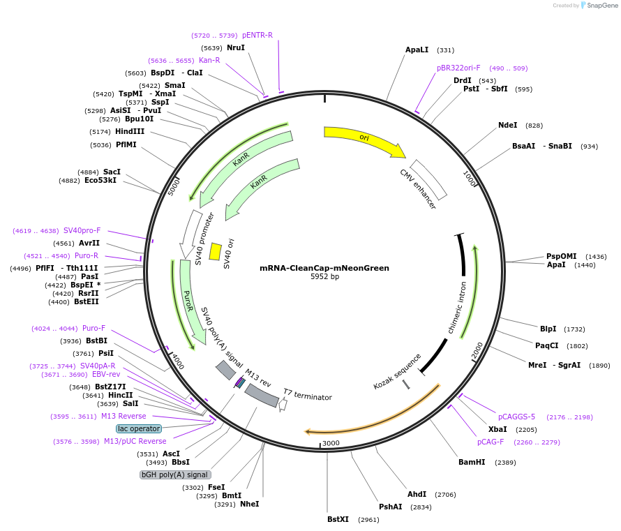 188248-plasmid-map-sequence-id-374481