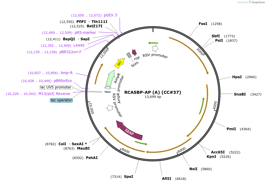 15160-plasmid-map-sequence-id-374482