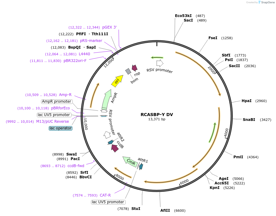 11478-plasmid-map-sequence-id-374484
