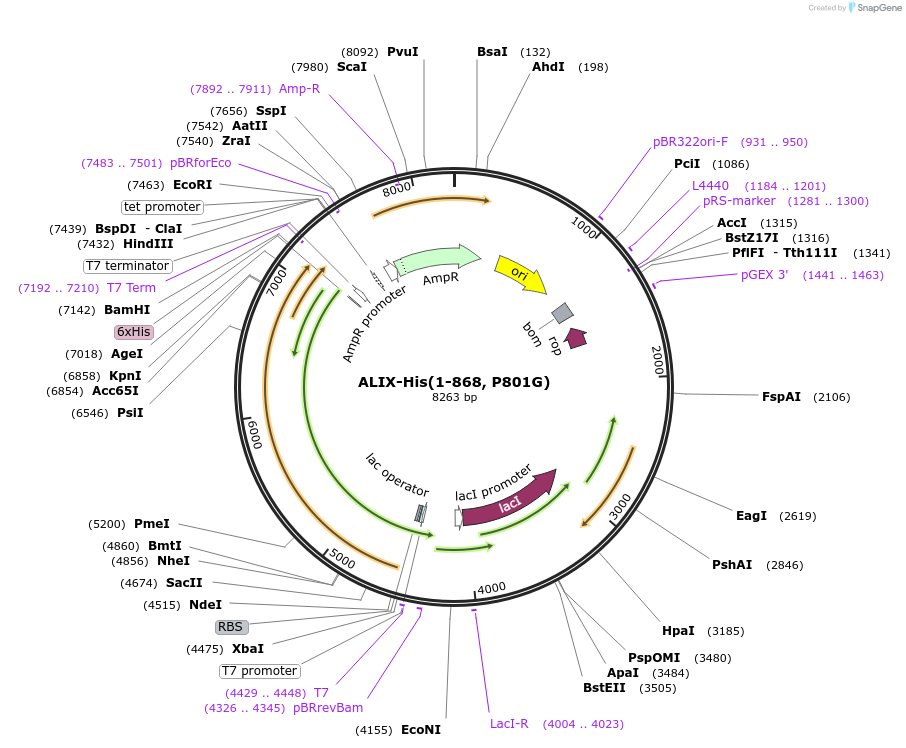 186808-plasmid-map-sequence-id-374494