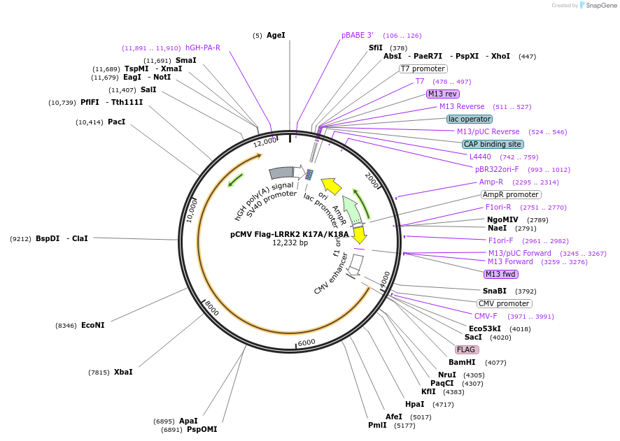 186012-plasmid-map-sequence-id-374497