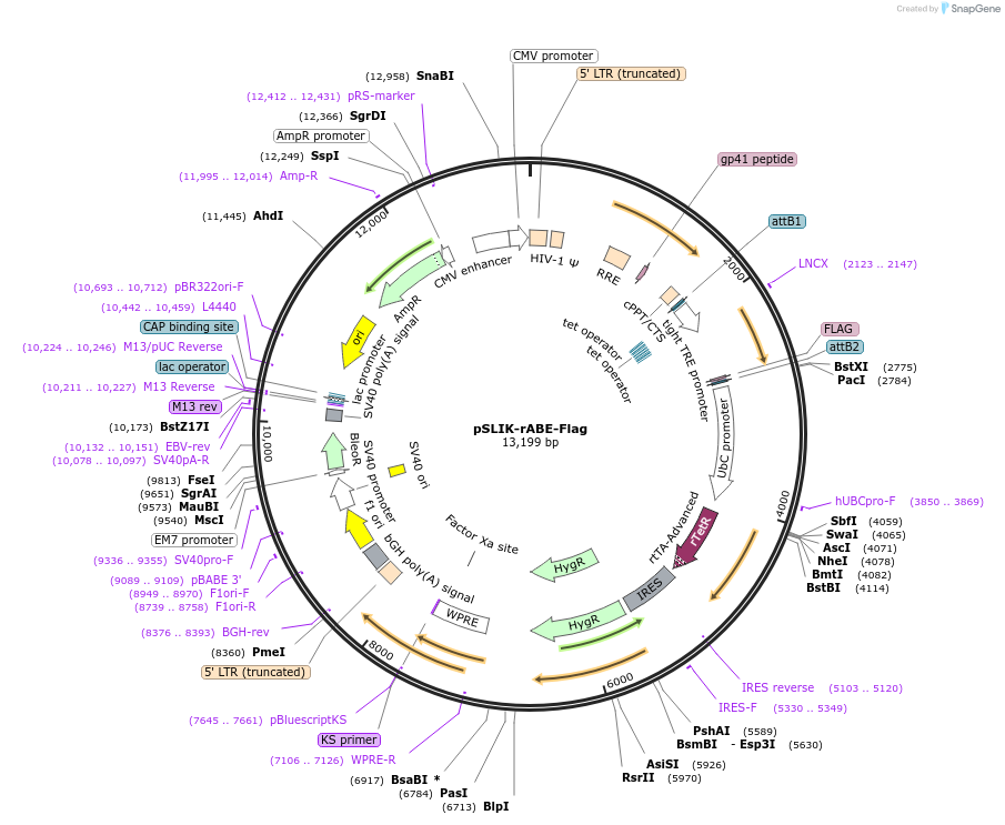 191383-plasmid-map-sequence-id-374513