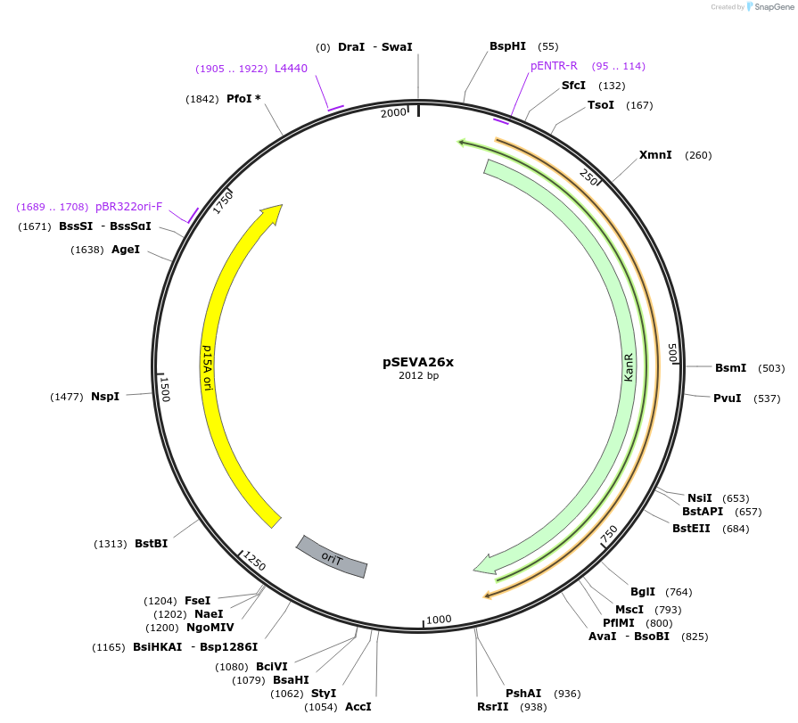190438-plasmid-map-sequence-id-374520