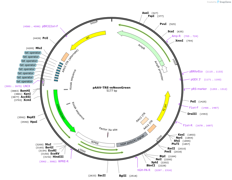 191208-plasmid-map-sequence-id-374528
