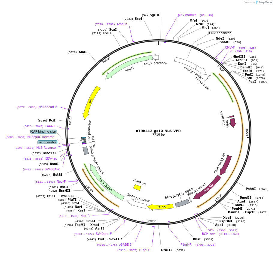 188267-plasmid-map-sequence-id-374529