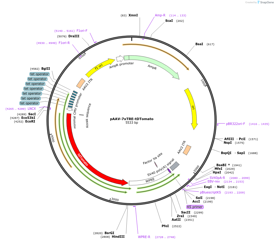 191207-plasmid-map-sequence-id-374530