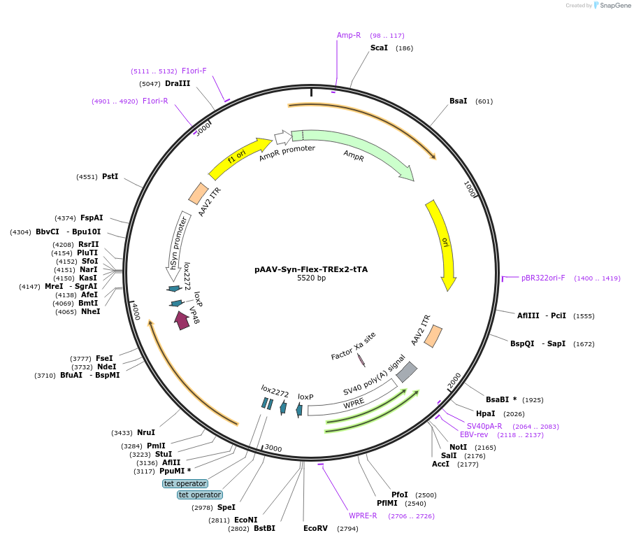 191210-plasmid-map-sequence-id-374532