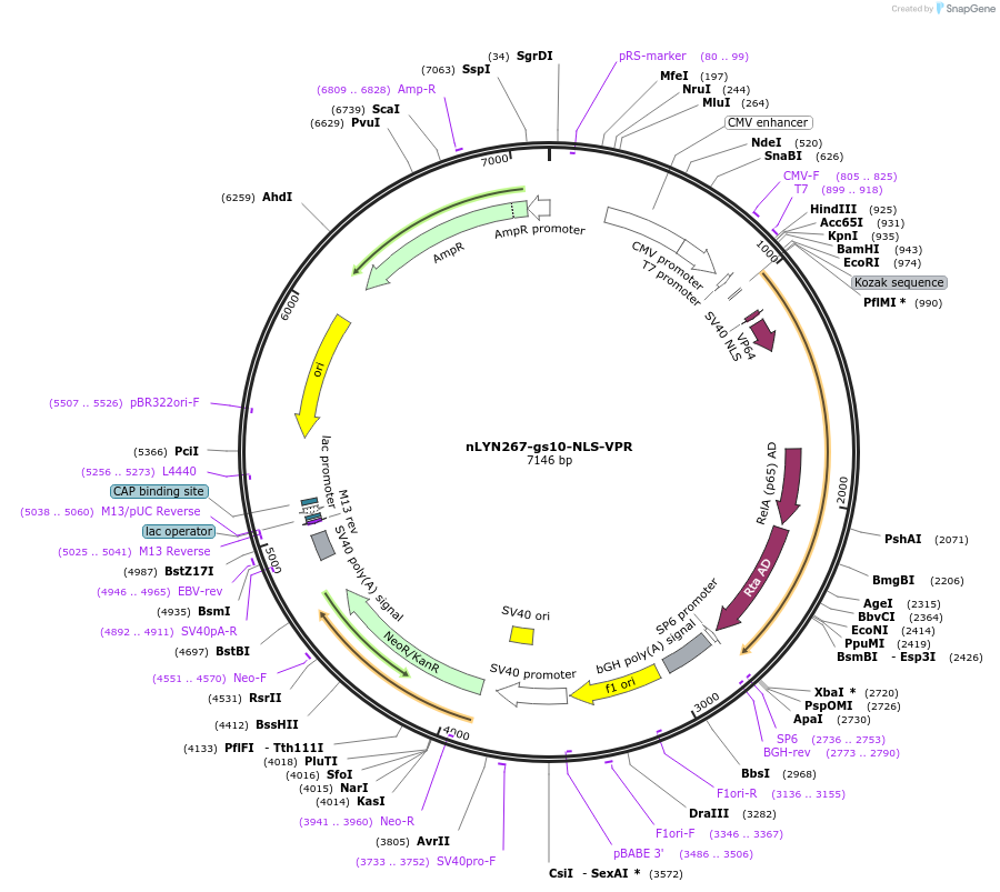 188265-plasmid-map-sequence-id-374533