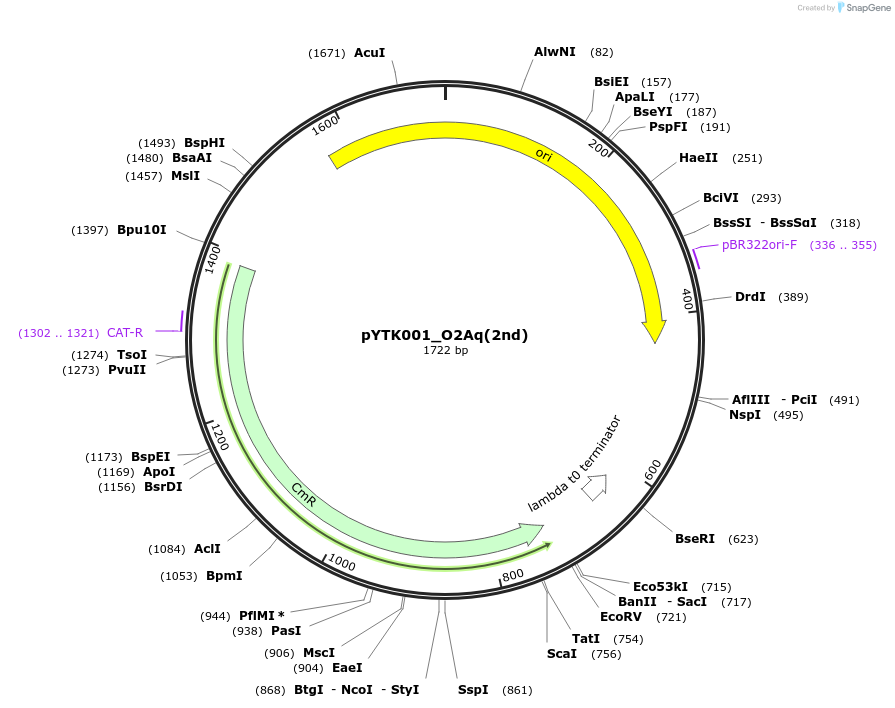 190918-plasmid-map-sequence-id-374547
