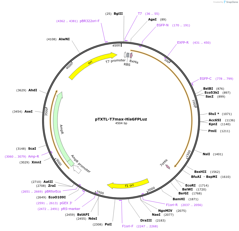 188314-plasmid-map-sequence-id-374551