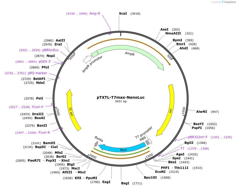 188313-plasmid-map-sequence-id-374554