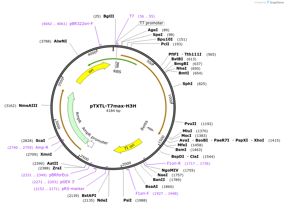 188303-plasmid-map-sequence-id-374562