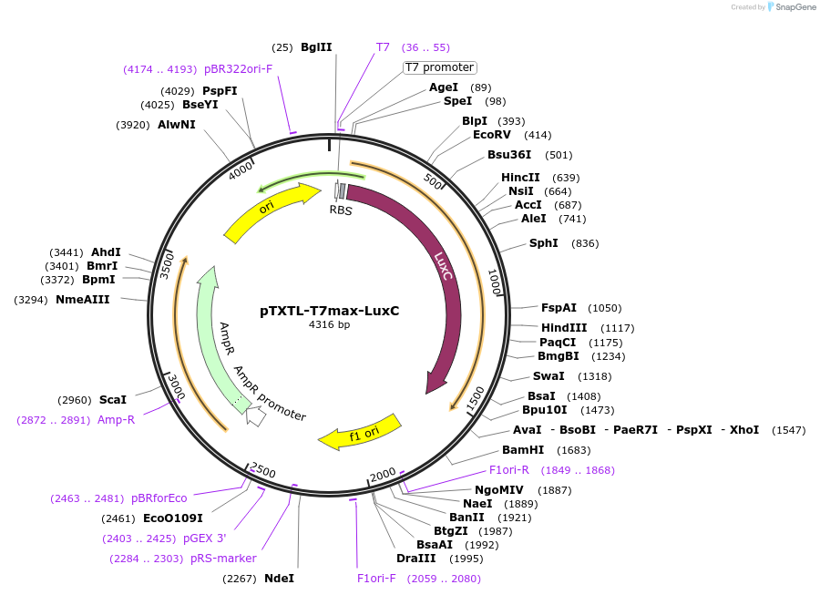 188307-plasmid-map-sequence-id-374564