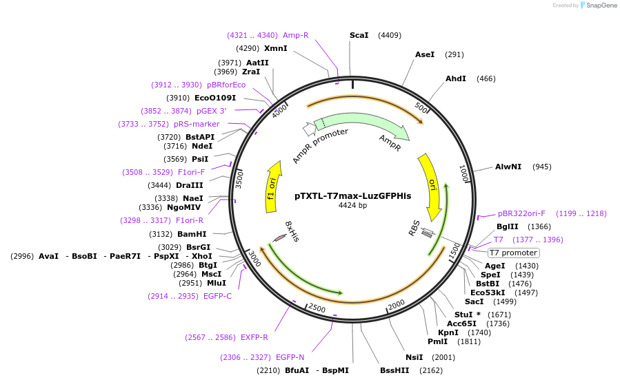 188315-plasmid-map-sequence-id-374566