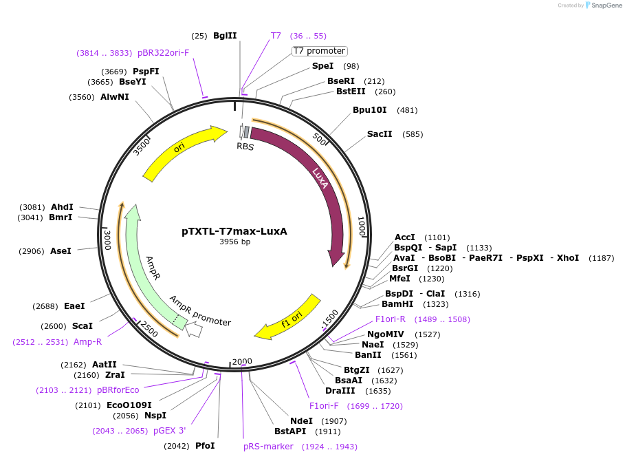 188305-plasmid-map-sequence-id-374569