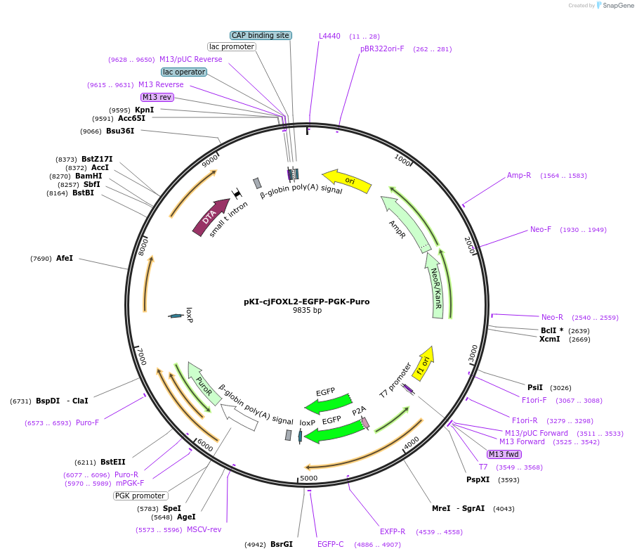 186167-plasmid-map-sequence-id-374585