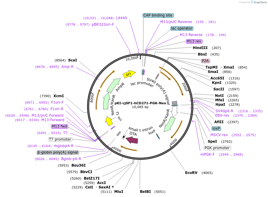 186171-plasmid-map-sequence-id-374586