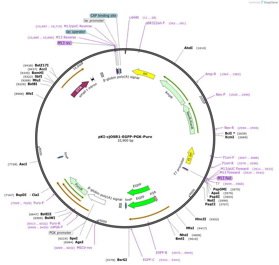 186170-plasmid-map-sequence-id-374590