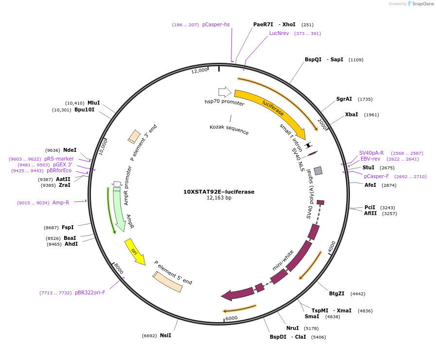37393-plasmid-map-sequence-id-374595