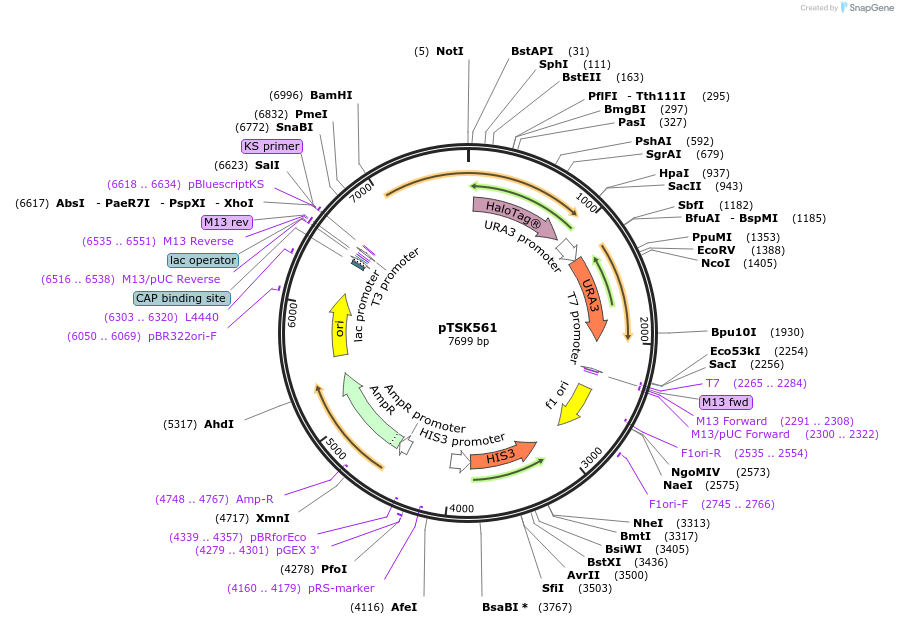 190816-plasmid-map-sequence-id-374608