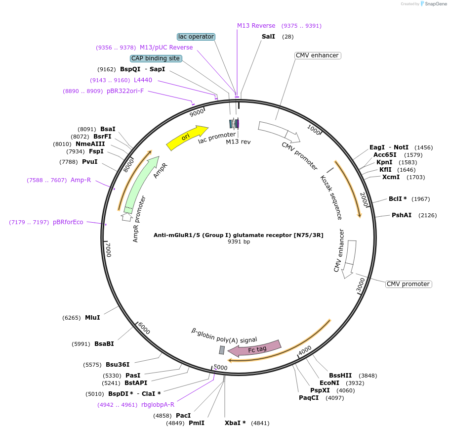 182119-plasmid-map-sequence-id-374610