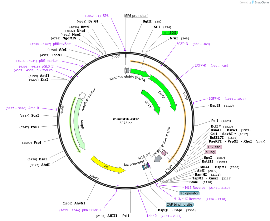 185580-plasmid-map-sequence-id-374654