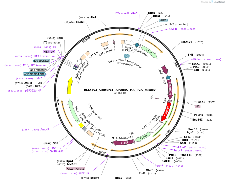 183901-plasmid-map-sequence-id-374684