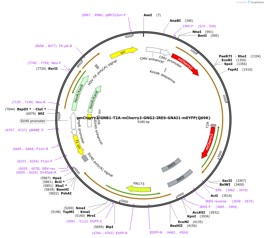 190755-plasmid-map-sequence-id-374748