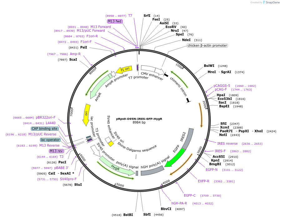 190272-plasmid-map-sequence-id-374751