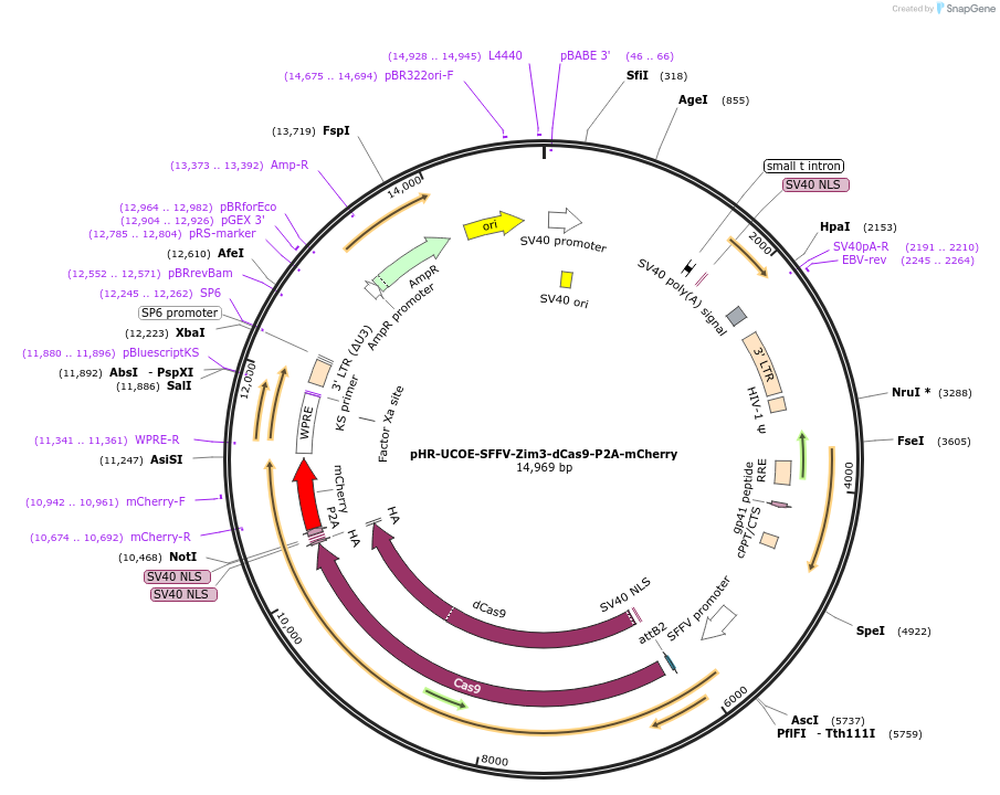 188779-plasmid-map-sequence-id-374752
