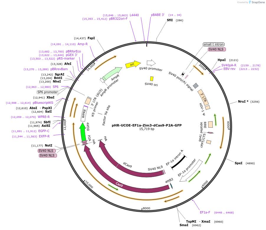 188778-plasmid-map-sequence-id-374753