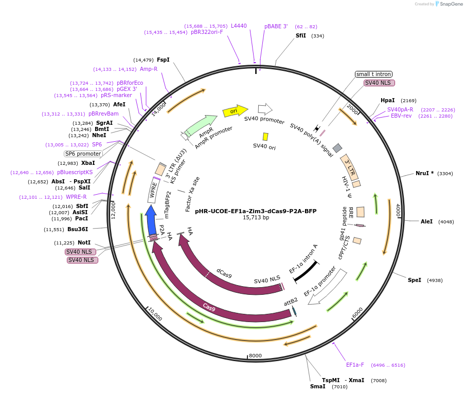 188777-plasmid-map-sequence-id-374755