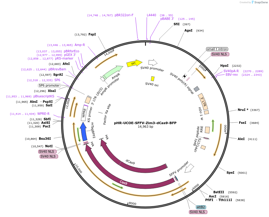 188776-plasmid-map-sequence-id-374756