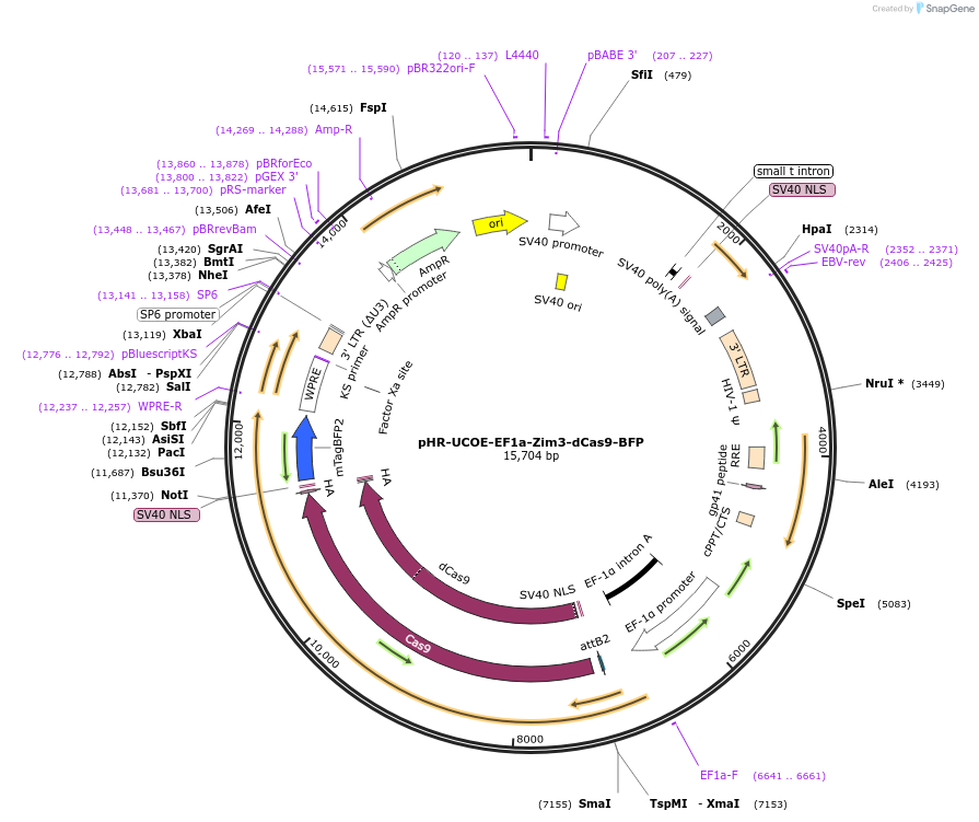 188775-plasmid-map-sequence-id-374758
