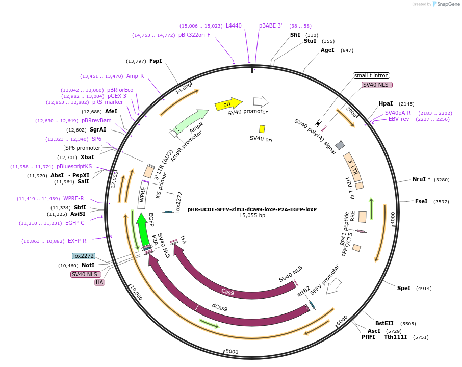 188774-plasmid-map-sequence-id-374759