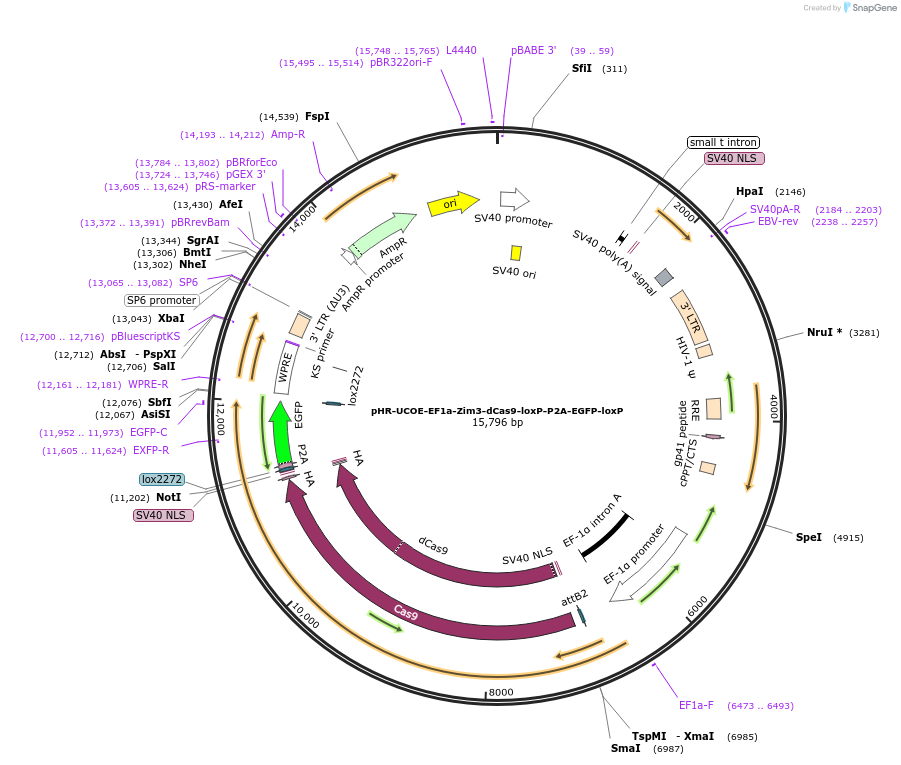 188773-plasmid-map-sequence-id-374760