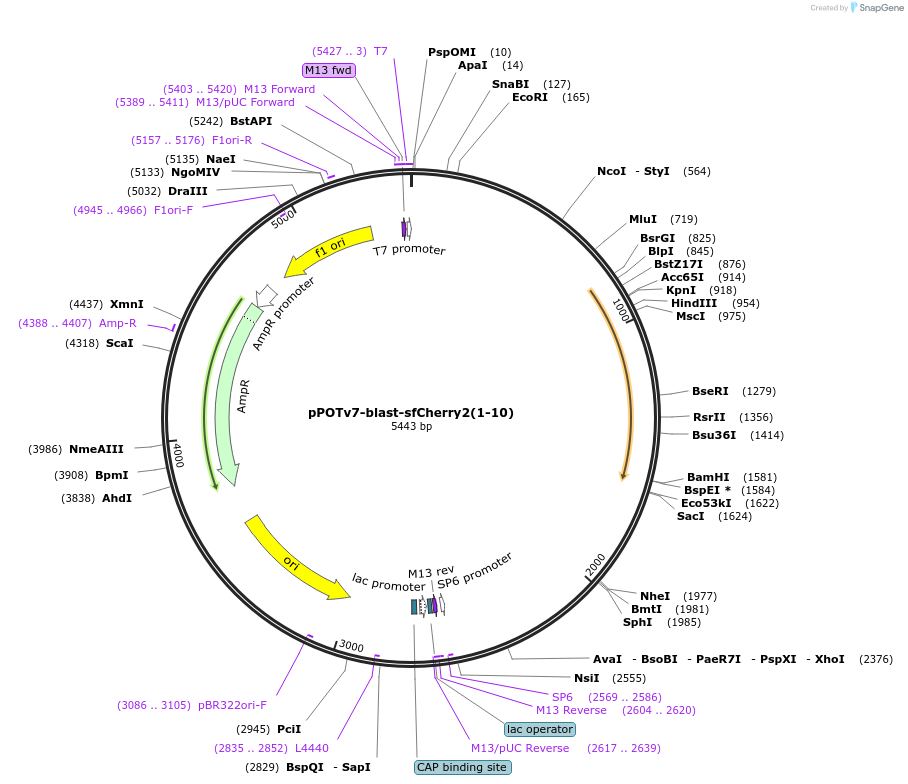 190206-plasmid-map-sequence-id-374763