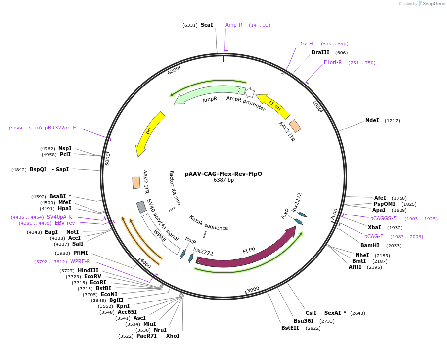 191209-plasmid-map-sequence-id-374767