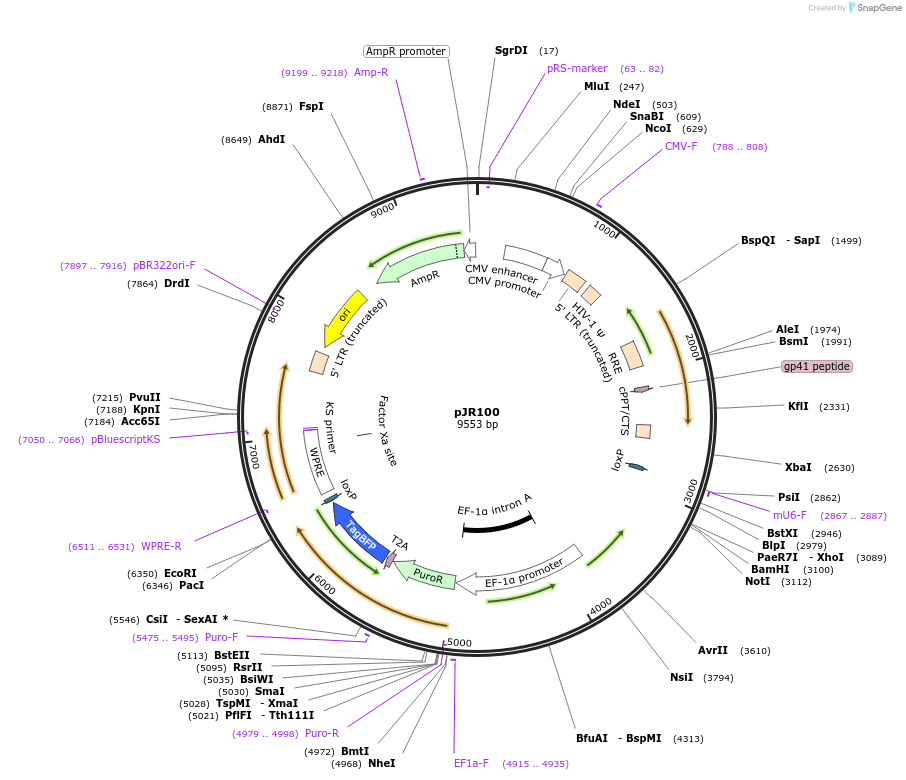 187240-plasmid-map-sequence-id-374768