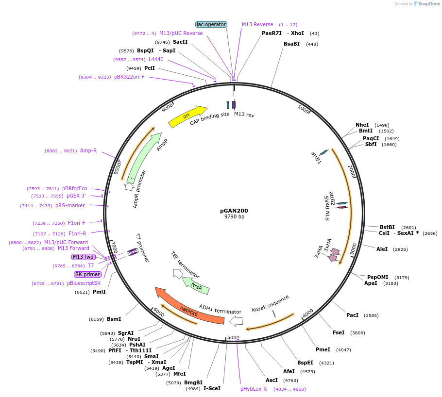 129203-plasmid-map-sequence-id-374770