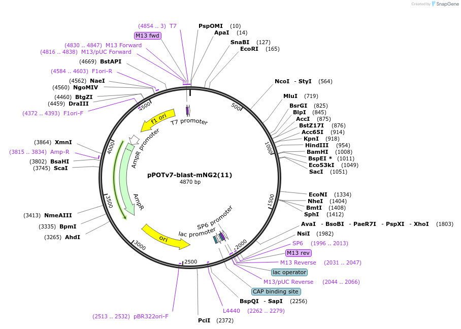 190210-plasmid-map-sequence-id-374790