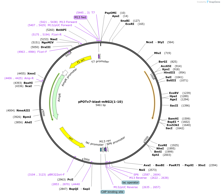190209-plasmid-map-sequence-id-374791