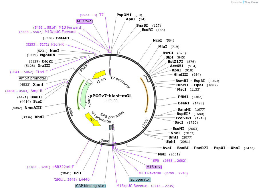 190221-plasmid-map-sequence-id-374793