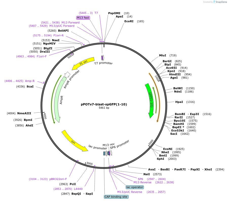 190208-plasmid-map-sequence-id-374794